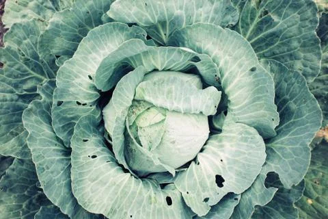 Top view cabbage head in the garden with green leaves, harvest season Stock Photos
