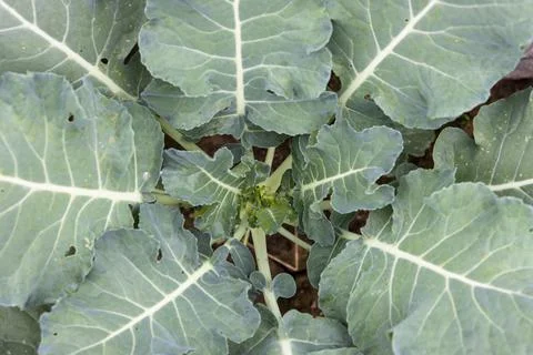 Top view of cabbage with large leaves growing in a garden bed Stock Photos