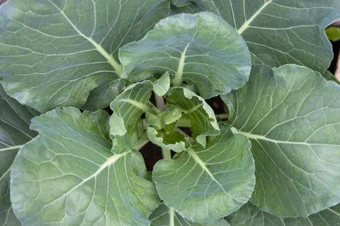 Top view of cabbage with large leaves growing in a garden bed Stock Photos