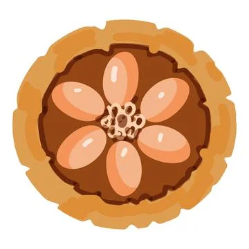 Top view cacao fruit icon cartoon vector. Cocoa bean Stock Illustration