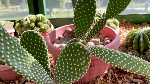 Top view cactus close-up in the botanical garden Stock Footage 249208688