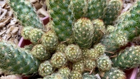 Top view cactus close-up in the botanical garden Stock Footage 249208698