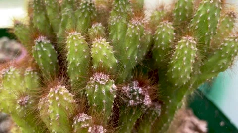 Top view cactus close-up in the botanical garden Stock Footage 249689642