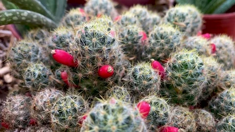 Top view cactus close-up in the botanical garden Stock Footage 254016106