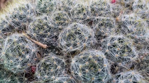 Top view cactus close-up in the botanical garden Stock Footage 272967582