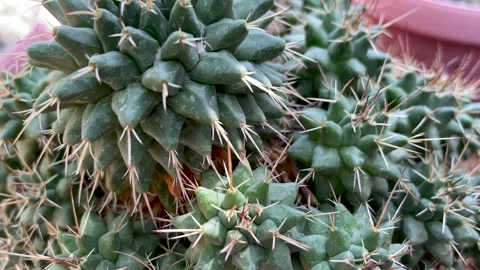 Top view cactus close-up in the botanical garden Stock Footage 298521136