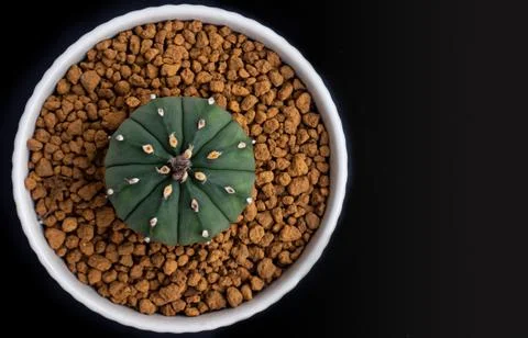 Top view cactus. complete green color In a white plastic pot with clay bead.. Stock Photos