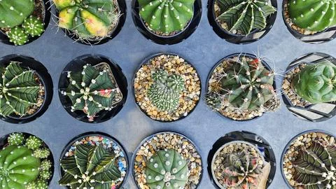 Top view of cactus on gray background or grey flower pot. Stock Photos