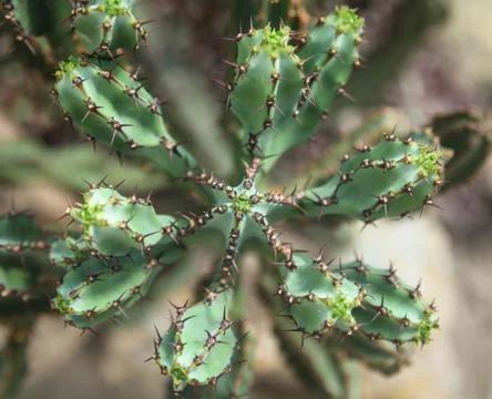Top view cactus isolated Stock Photos