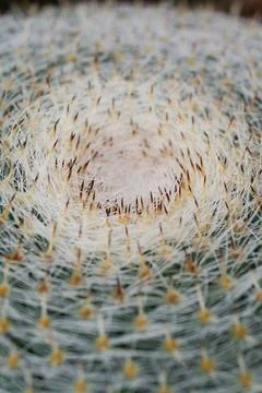 Top view of cactus with needles background Stock Photos