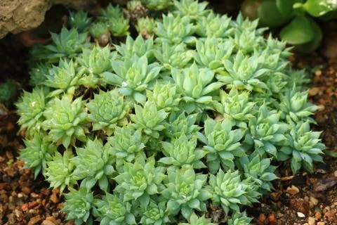 Top view of a cactus . Stock Photos