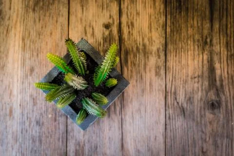 Top view of cactus. Stock Photos