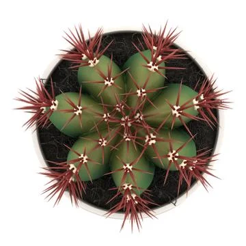 Top view of cactus in pot isolated on white background Stock Illustration
