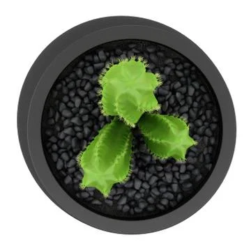 Top view of cactus in pot isolated on white background Stock Illustration