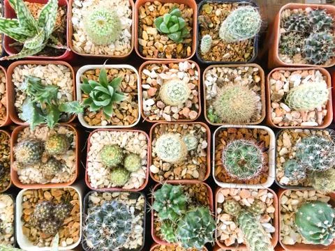 Top view of cactus tree background for create your text, Beautiful green cact Stock Photos