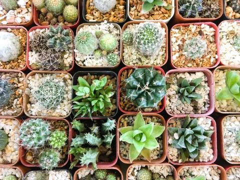 Top view of cactus tree background for create your text, Beautiful green cact Stock Photos