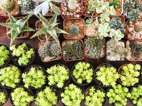 Top view of cactus tree background for create your text, Beautiful green cact Stock Photos