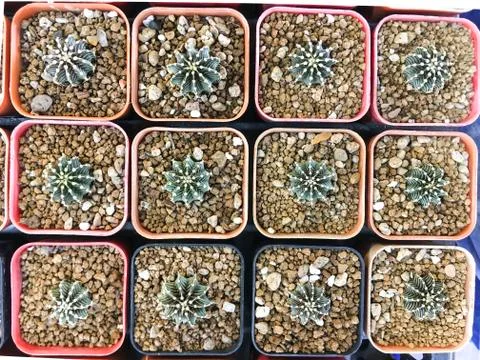 Top view of cactus tree background for create your text, Beautiful green cact Foto stock