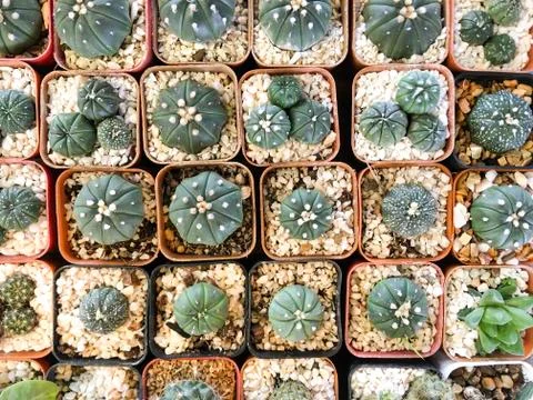 Top view of cactus tree background for create your text, Beautiful green cact Stock Photos