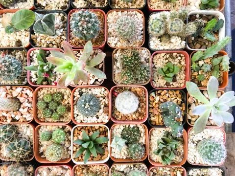 Top view of cactus tree background for create your text, Beautiful green cact Foto stock