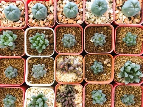 Top view of cactus tree background for create your text, Beautiful green cact Stock Photos