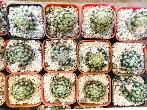 Top view of cactus tree background for create your text, Beautiful green cact Stock Photos