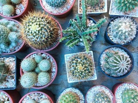 Top view of cactus tree background for create your text, Beautiful green cact Stock Photos