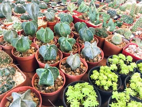 Top view of cactus tree background for create your text, Beautiful green cact Foto stock