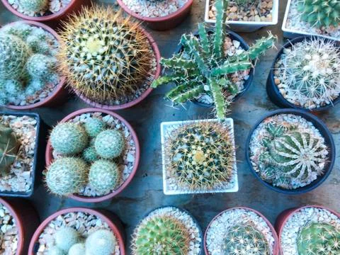 Top view of cactus tree background for create your text, Beautiful green cact Foto stock