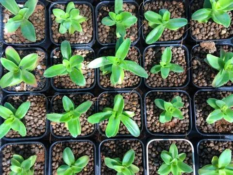 Top view of cactus tree background for create your text, Beautiful green cact Stock Photos