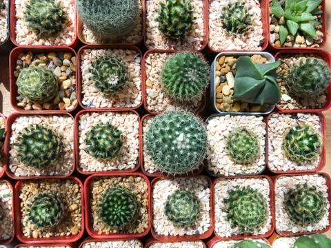 Top view of cactus tree background for create your text, Beautiful green cact Foto stock