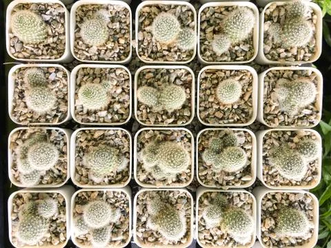 Top view of cactus tree background for create your text, Beautiful green cact Stock Photos