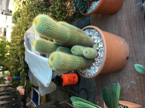 Top view of cactus tree background for create your text Stock Photos