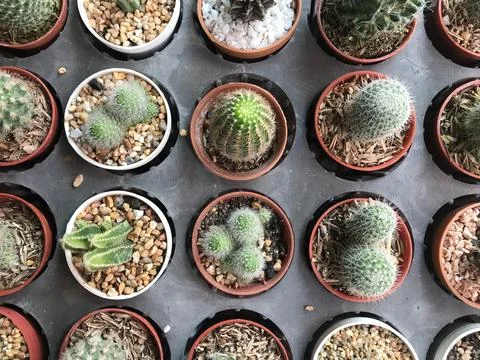 Top view of cactus tree background Stock Photos