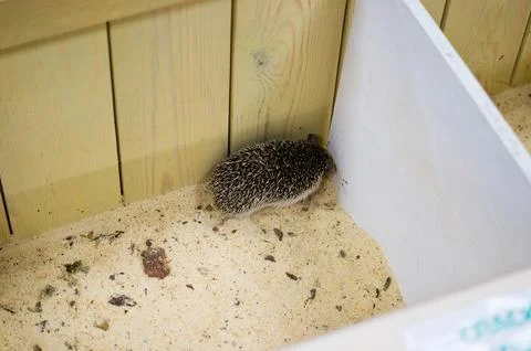 Top view of a cage with a hedgehog that is scared and trying to hide Stock Photos