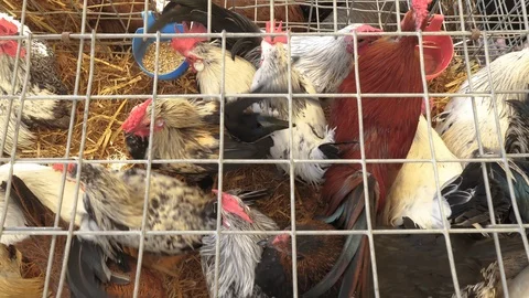 Top view of caged chickens Stock-Footage 88572151