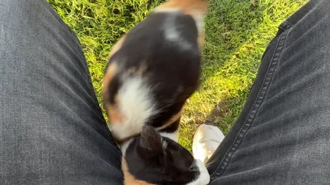 Top View Calico Cat Rubbing Against Person Legs on Green Grass in Sunlight Stock Footage 332069829