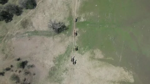 Top View of Camels Walking on Grassfield – Jawai, India Video stock 313150778