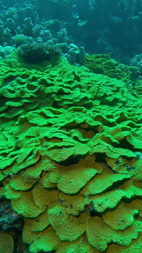 Top view, Camera moves around the bright Yellow Scroll Coral, Turbinaria Stock Footage 336924559