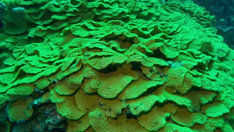 Top view, Camera moves around the bright Yellow Scroll Coral, Turbinaria Stock Footage 338261983