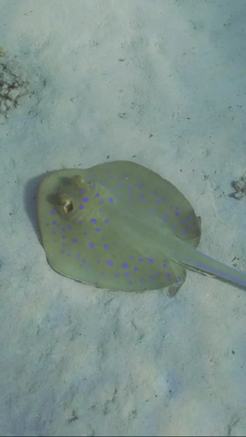 Top view, Camera moving forwards approaching towards Stingray lies on sandy Stock Footage 252015914