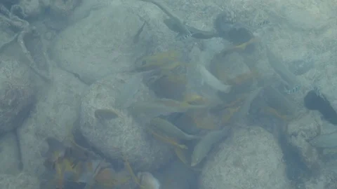 Top view camera of sea fish on the beach Stock Footage 120394461