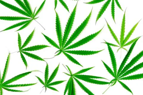 Top view of Cannabis leaf isolated on white background 写真素材