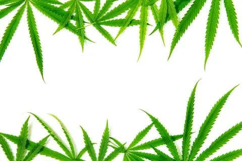 Top view of Cannabis leaf on white background,The leaves of the cannabis pl.. Фото