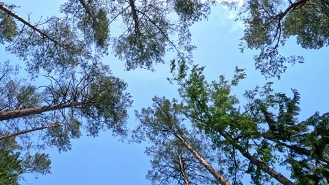 Top view of a canopy of tall pine trees and a bright blue summer sky 動画素材 339631498