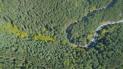 Top view of car driving on curly, winding forest road in evergreen forest in Stock Footage 119312180