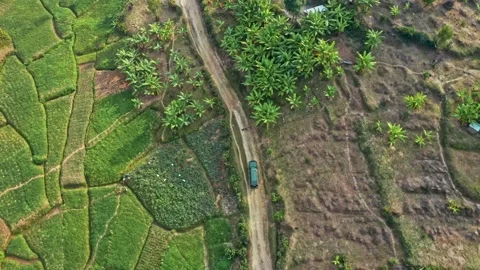 Top view of a car in the jungle Stock Footage 159231850