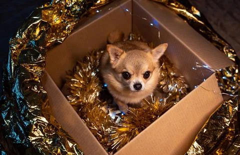 Top view of a cardboard box in which a small ginger dog Chihuahua sits Stock Photos