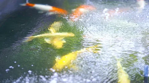 Top view  of carp fish, Fancy carp are swimming in ponds. Stock Footage 93329048