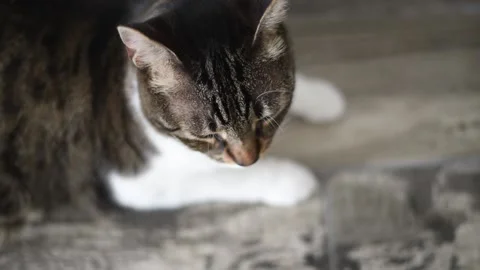 Top view of cat looking at camera. Stock Footage 142826244